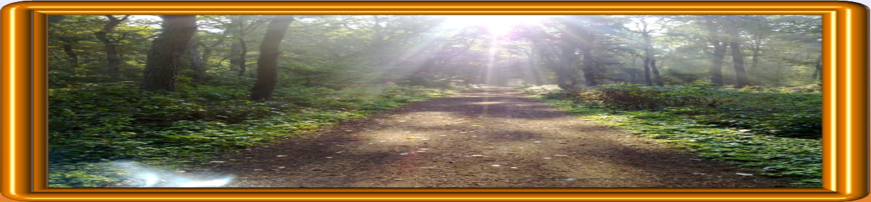 Heiler, Geistheiler, Schamanen-Netzwerk - Foto im Wald mit Sonneneinfall